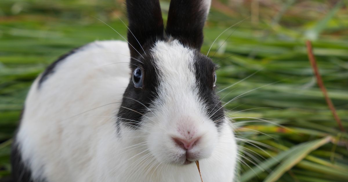 Close-Up of a Black and White Rabbit Outdoors · Free Stock Photo