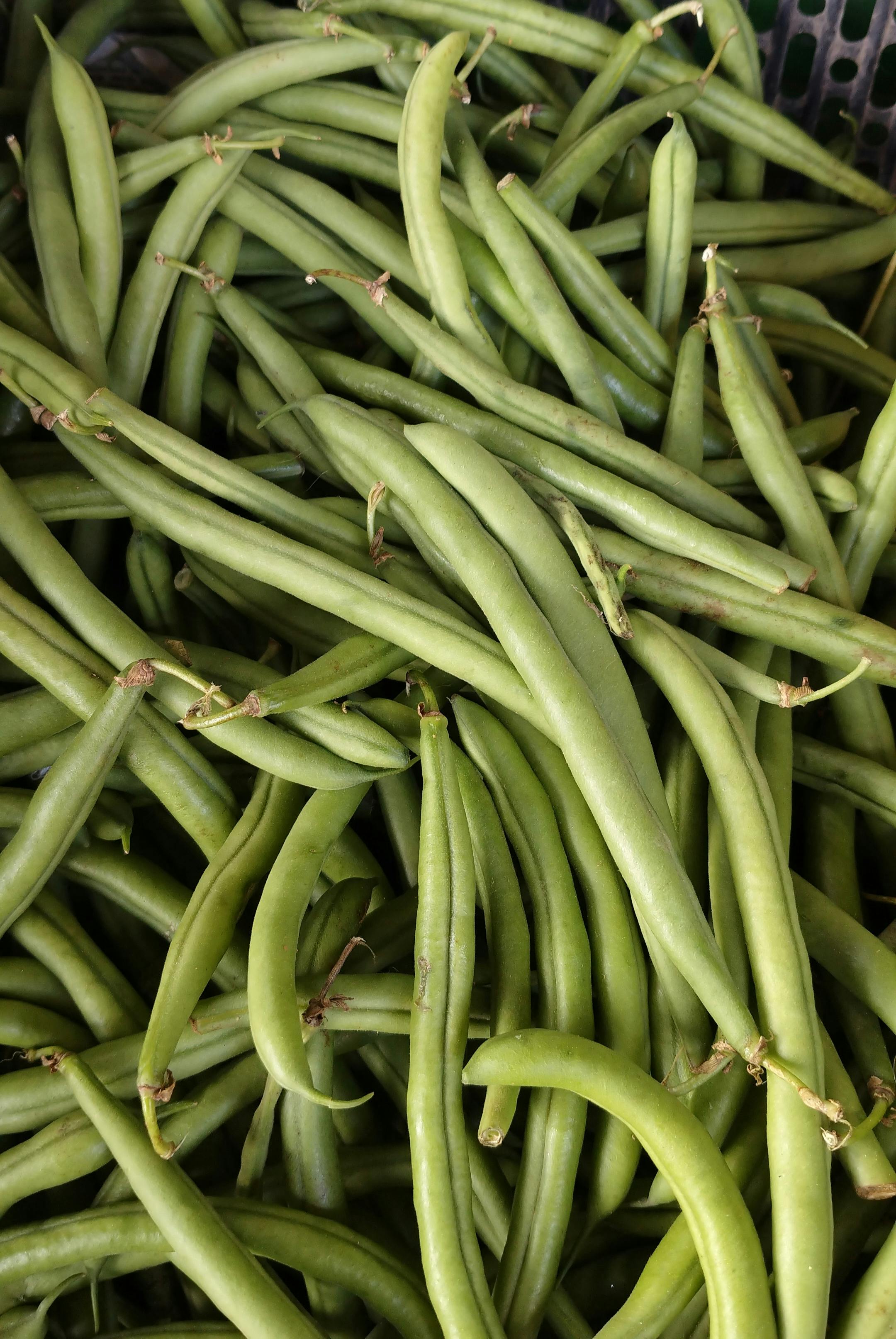 String Beans Sitaw - Urban Goes Green Plant Guide