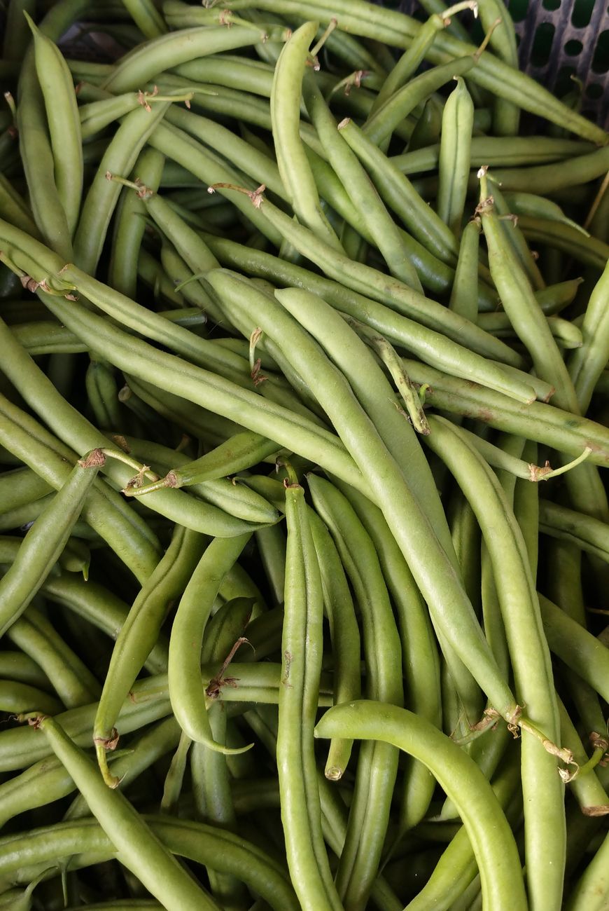Cluster Beans Seeds