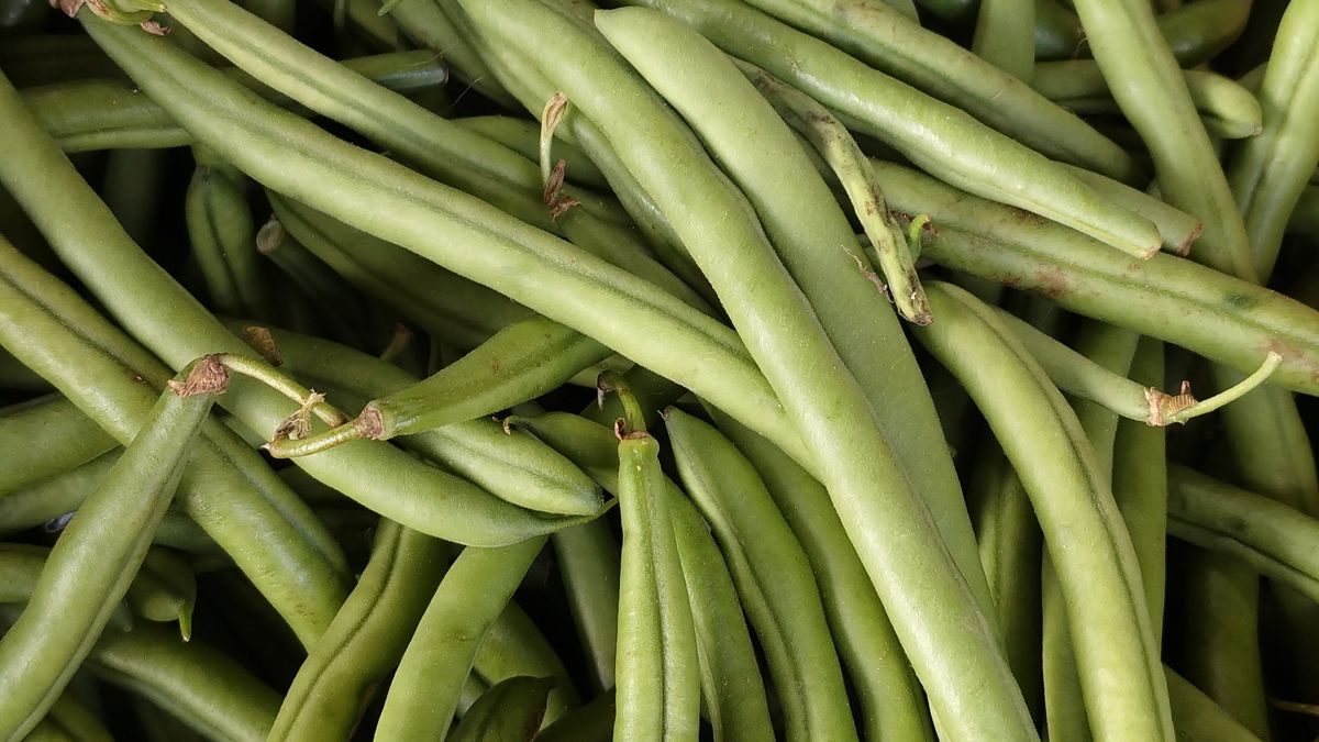 Haricots verts semis juillet récolte avant gel