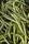 green beans
