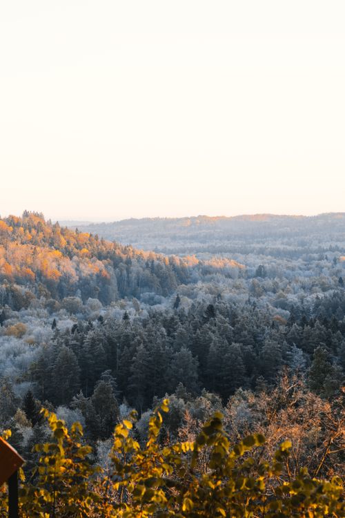 Free A serene view of a forest transitioning from autumn to winter under a soft sunrise glow. Stock Photo