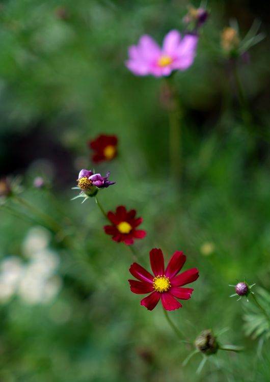 Vibrant Wildflowers in Bloom in a Lush Spring Garden · Free Stock Photo