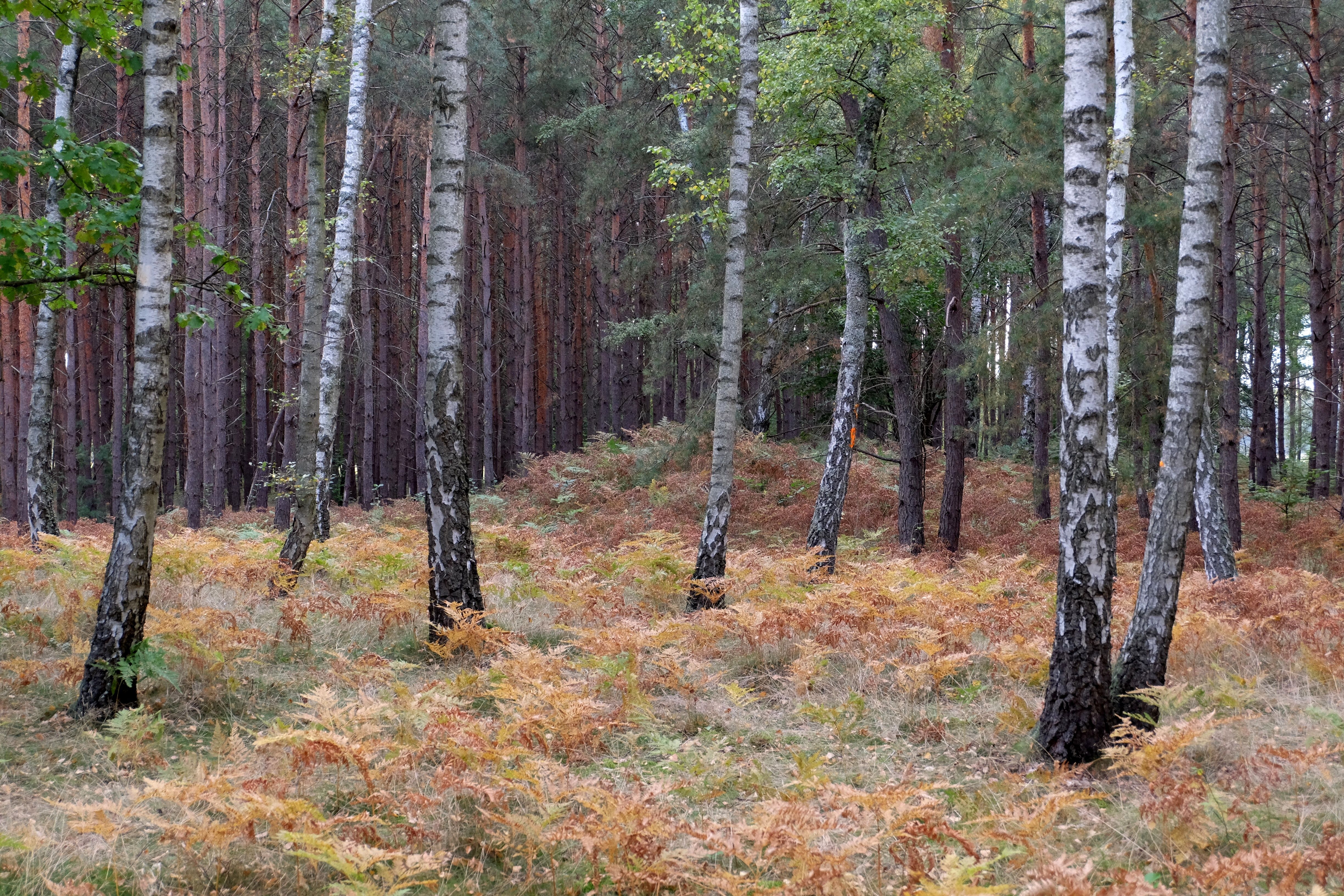 Autumn Birch Forest with Ferns and Tall Trees · Free Stock Photo