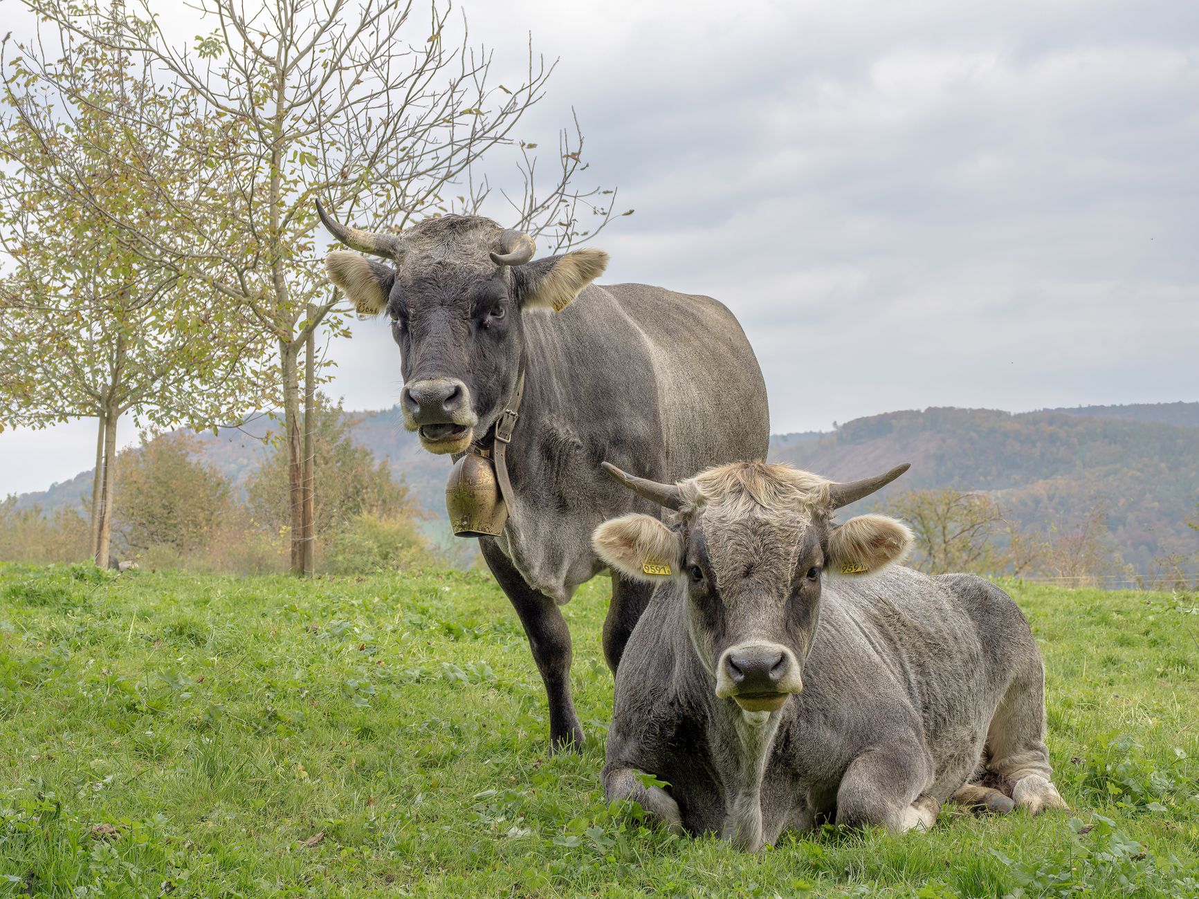Two Swiss Grey cows resting in a lush green pasture with hills in the background.