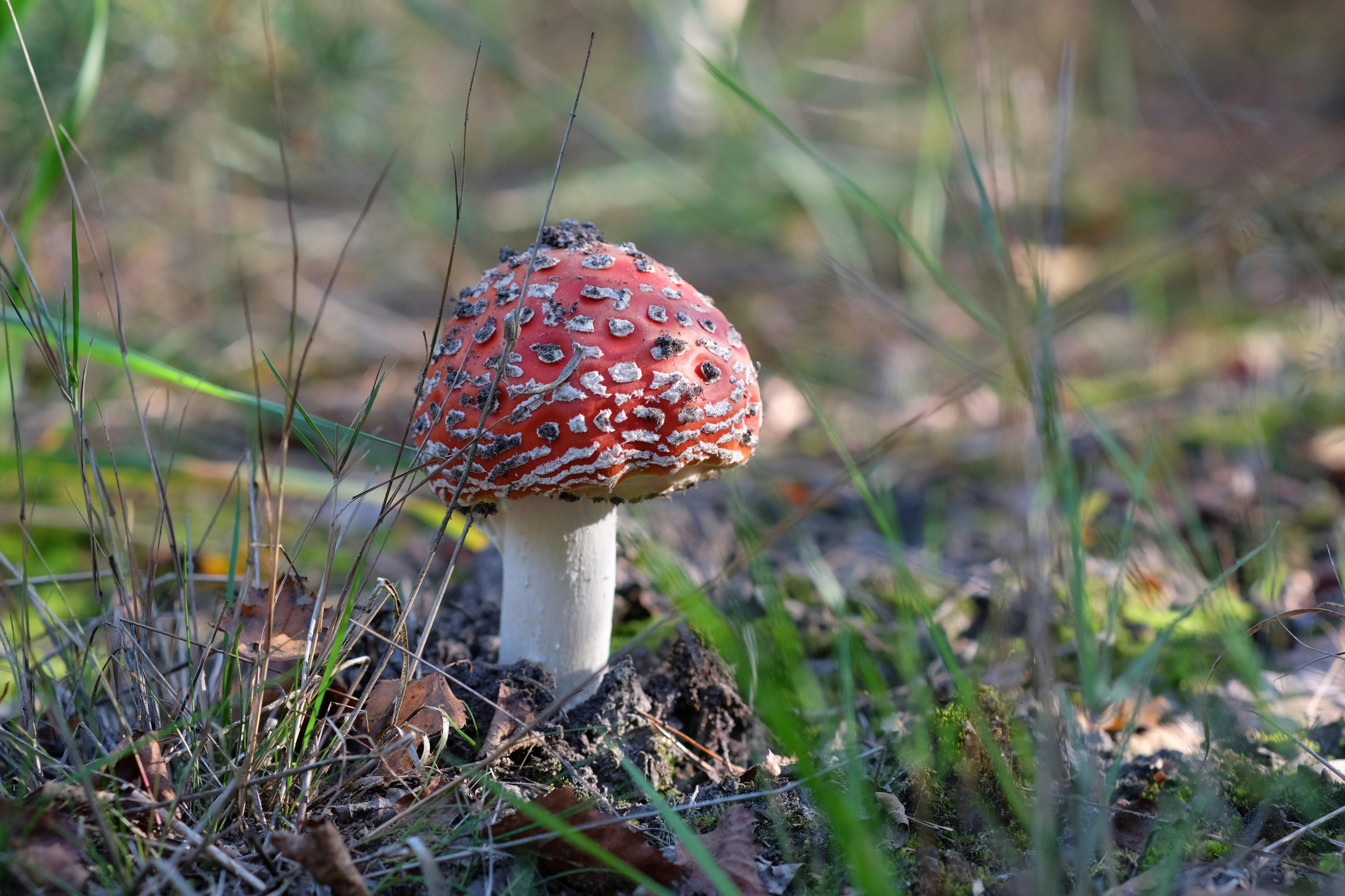 Manejo Integrado de Moscas del Mantillo (*Sciaridae*) en Cultivos