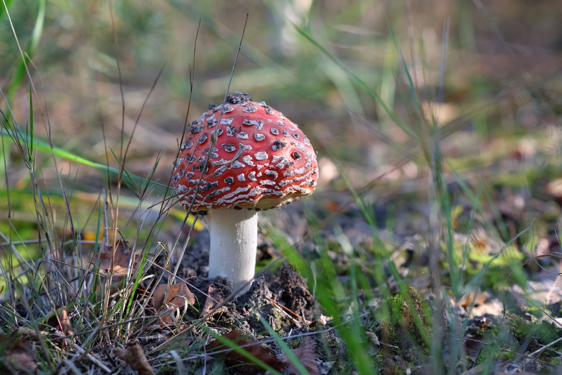 California Health Officials Warn Against Eating Wild Mushrooms Amid Record Poisonings
