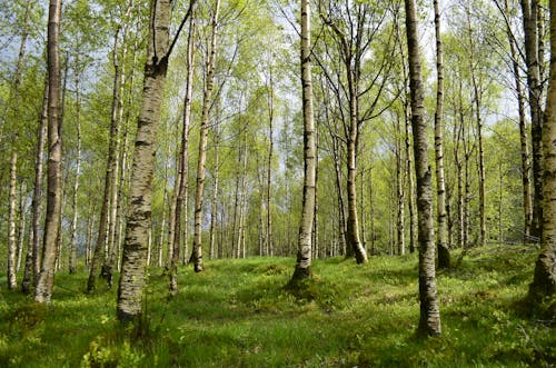 Foto profissional grátis de baumstamm, birken, entspannung