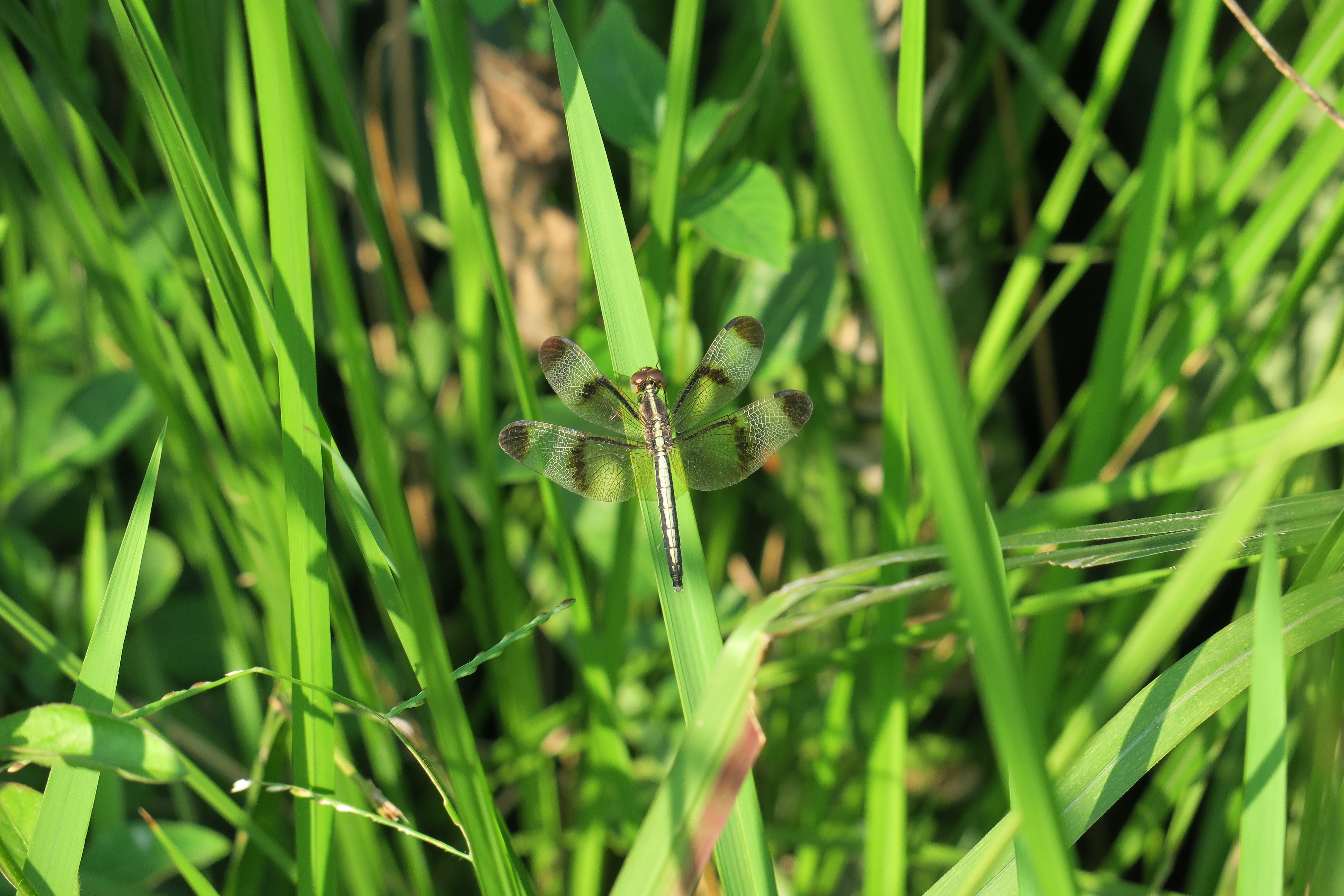 Close-up of Dragonfly Resting on Green Grass · Free Stock Photo