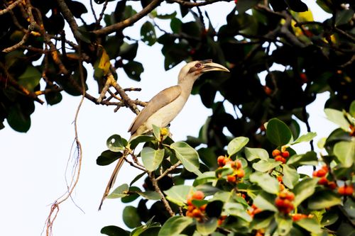 Free An Oriental Pied Hornbill perched among green leaves and branches. Stock Photo