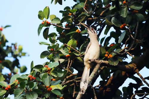 Free A tropical bird rests gracefully on a fruit-laden tree branch, basking in natural light. Stock Photo