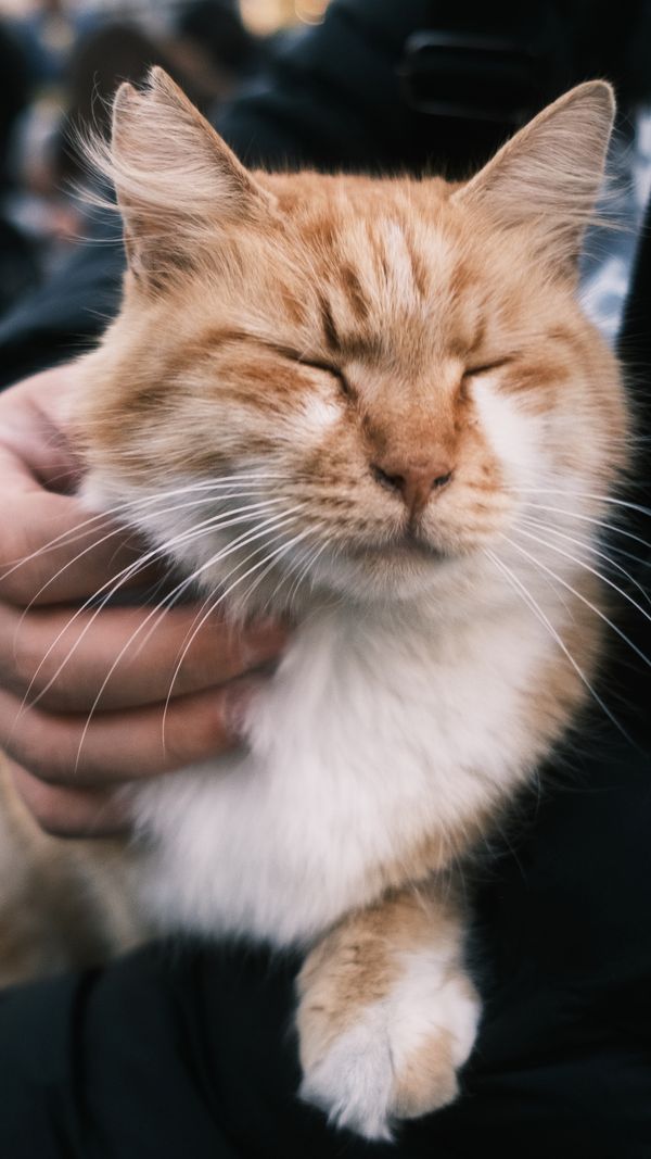 Gato feliz