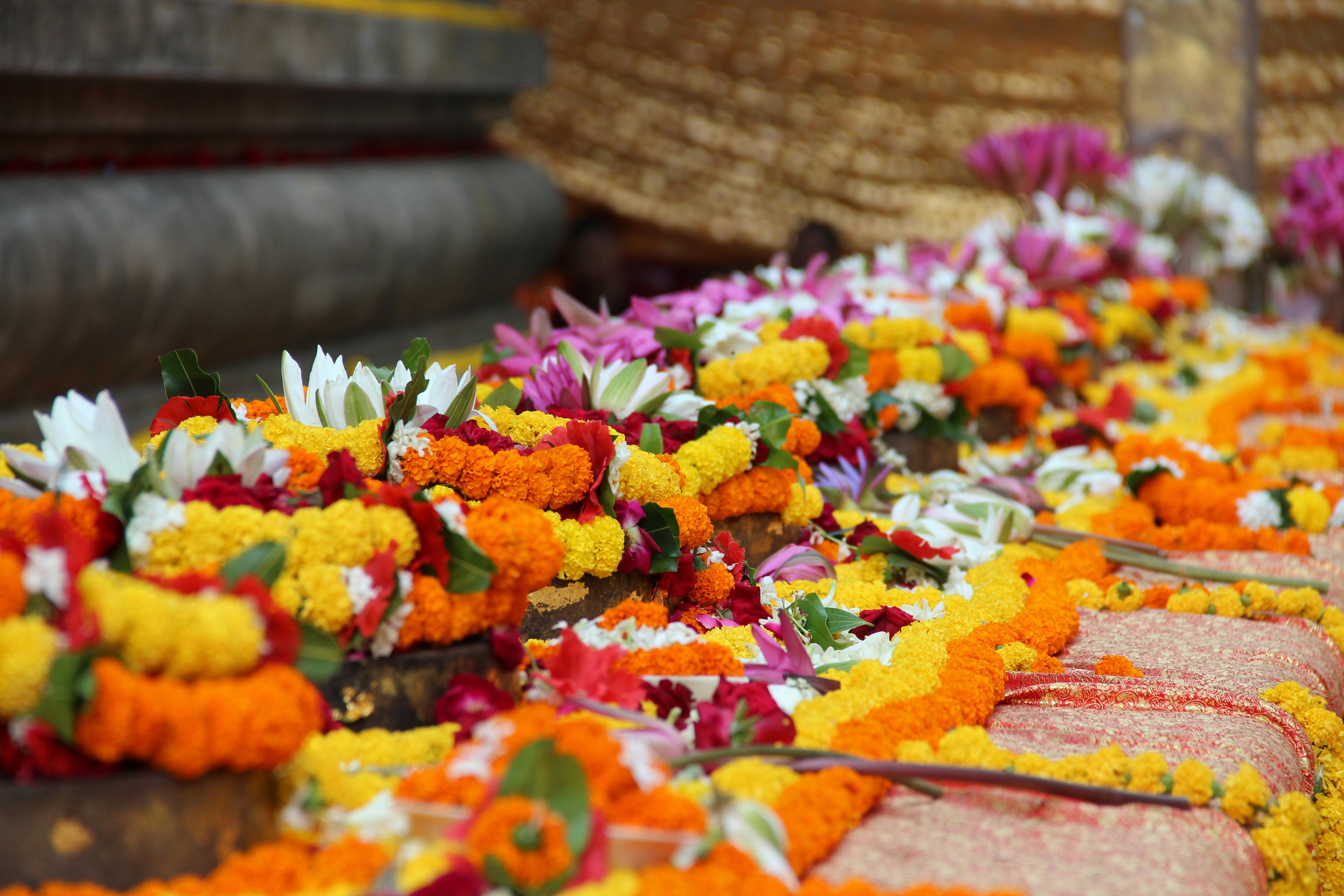 生活：桃市魯冰花季圓滿閉幕，花期仍持續1週