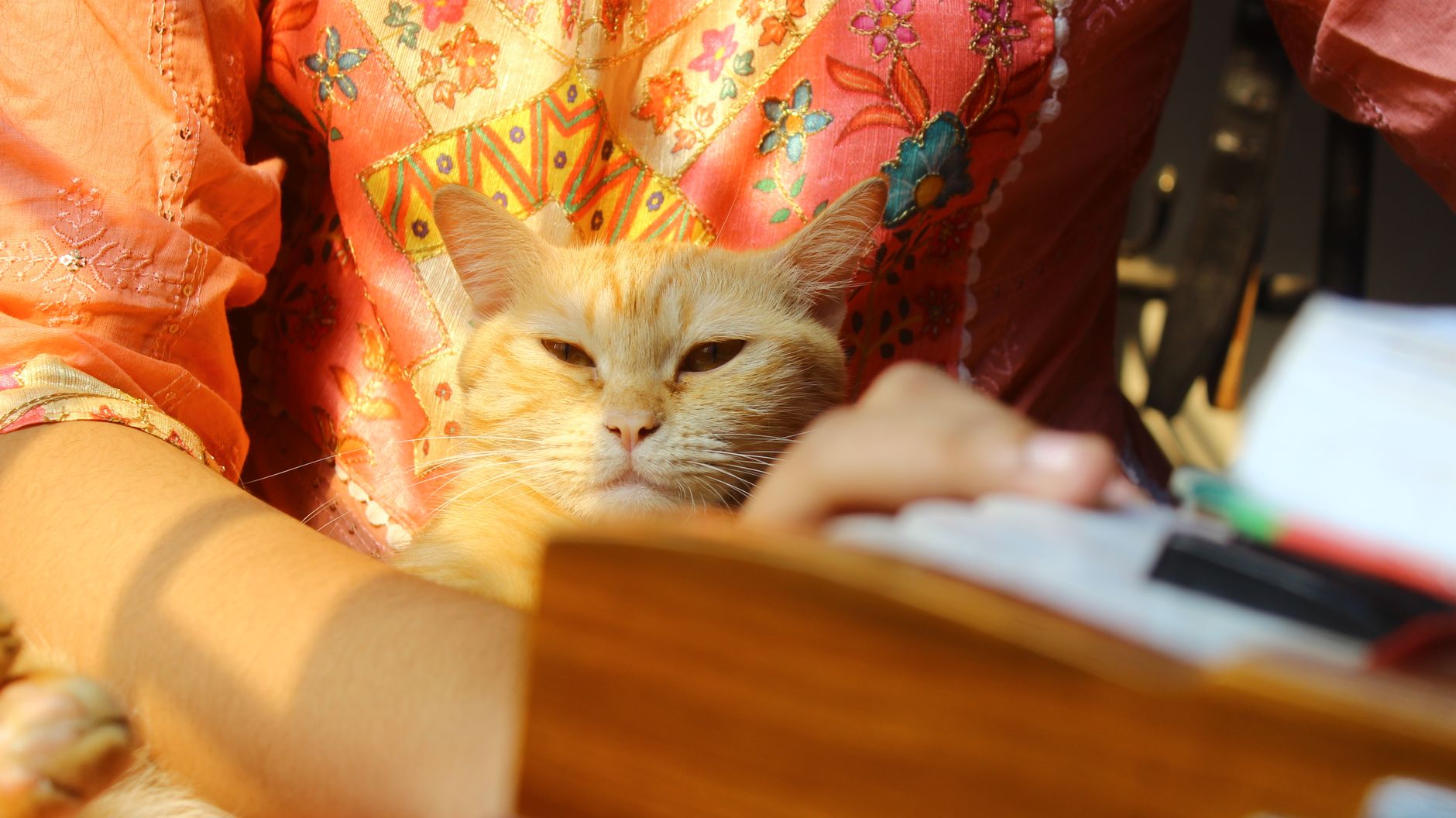 A cat undergoing diagnostic blood testing at a veterinary clinic