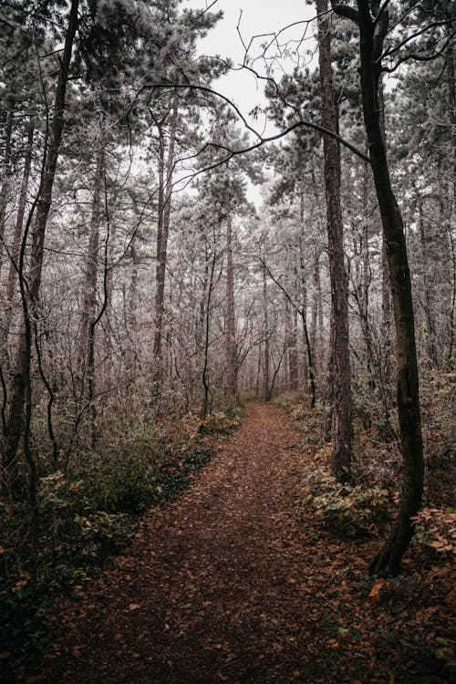 Gratis stockfoto met avontuur, bomen, Bos