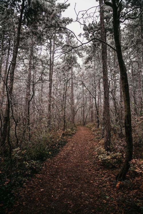 Free Captivating view of a secluded forest pathway in autumn, lined with tall trees and fallen leaves. Stock Photo