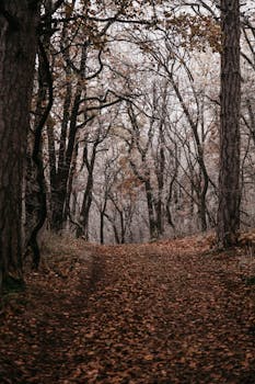 Tranquil autumn scenery with a forest trail covered in fallen leaves.