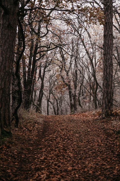 Free Tranquil autumn scenery with a forest trail covered in fallen leaves. Stock Photo