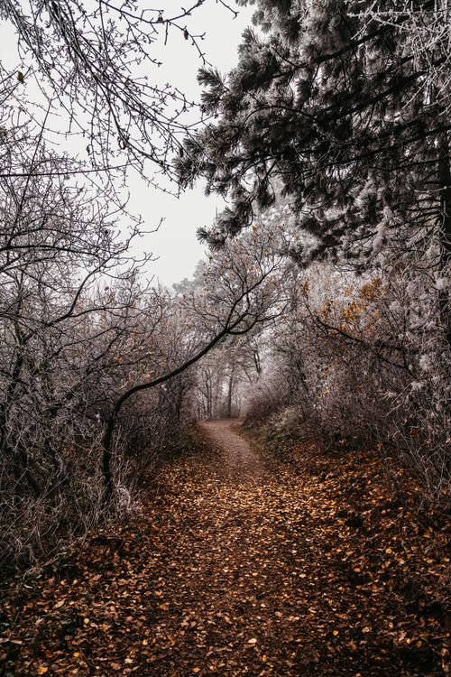 Free A serene frosty pathway through a misty forest with scattered autumn leaves. Stock Photo