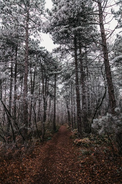 Free Discover a serene forest trail with frosty trees in a winter landscape. Stock Photo