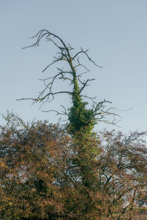 Free A towering tree with minimal foliage stands against a clear blue sky showcasing its stark branches. Stock Photo