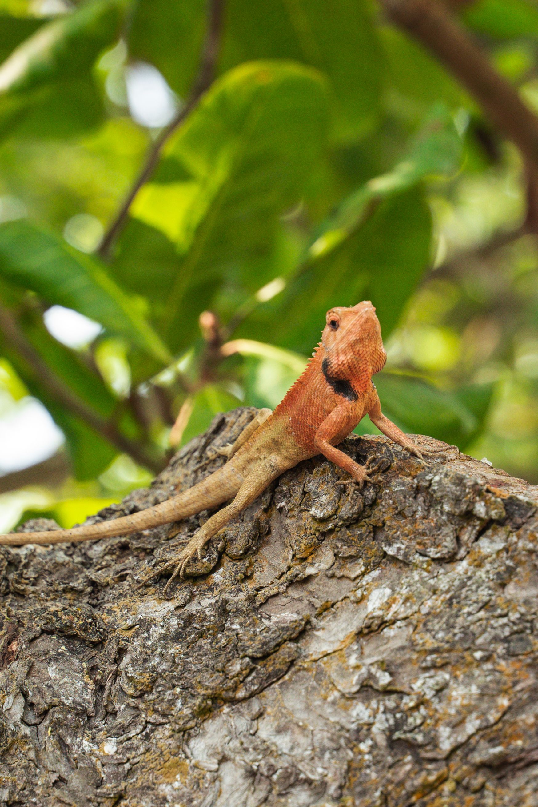 Close-Up of Oriental Garden Lizard on Tree · Free Stock Photo
