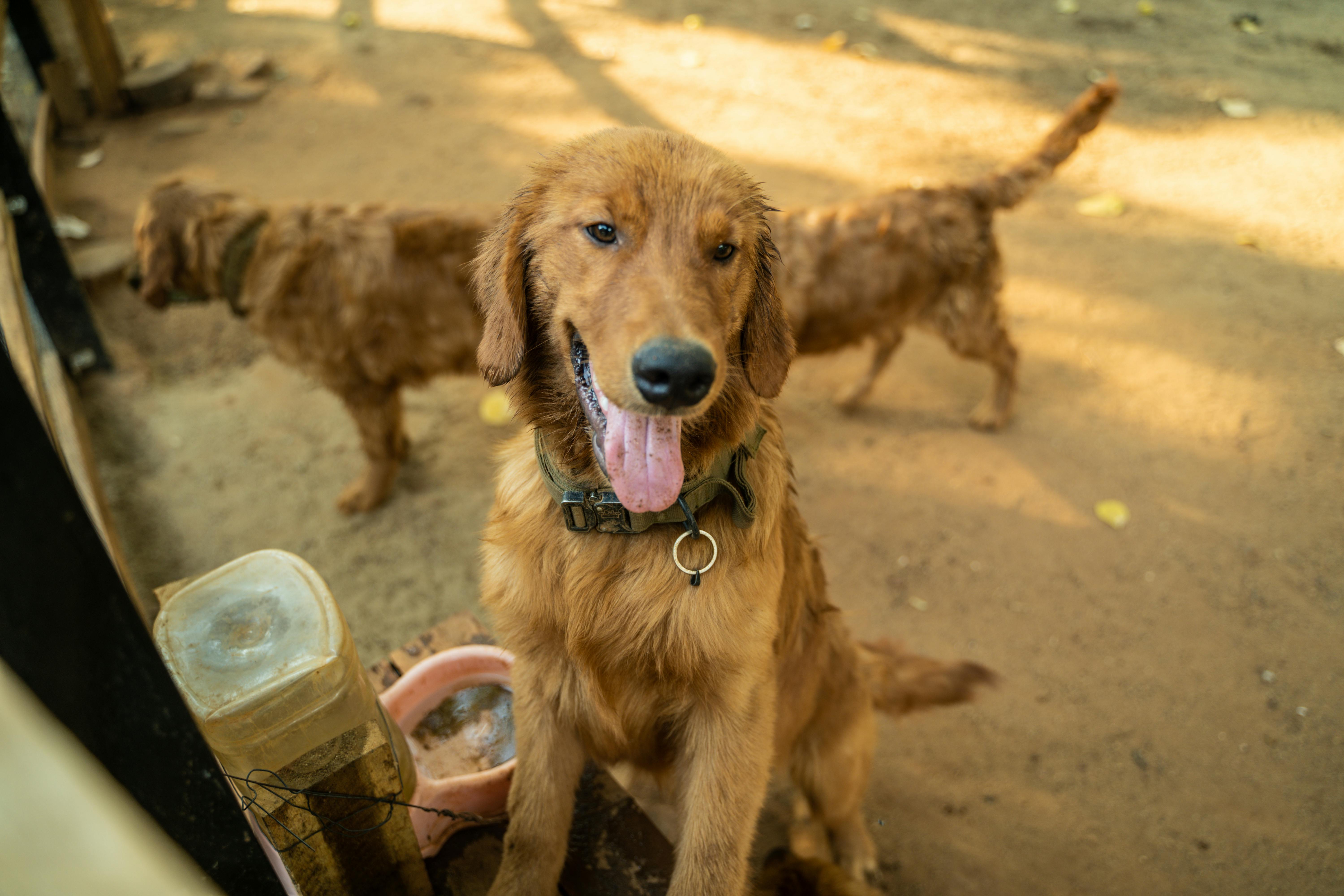 A joyful golden retriever sitting outdoors on a sunny day with another dog in the background.
