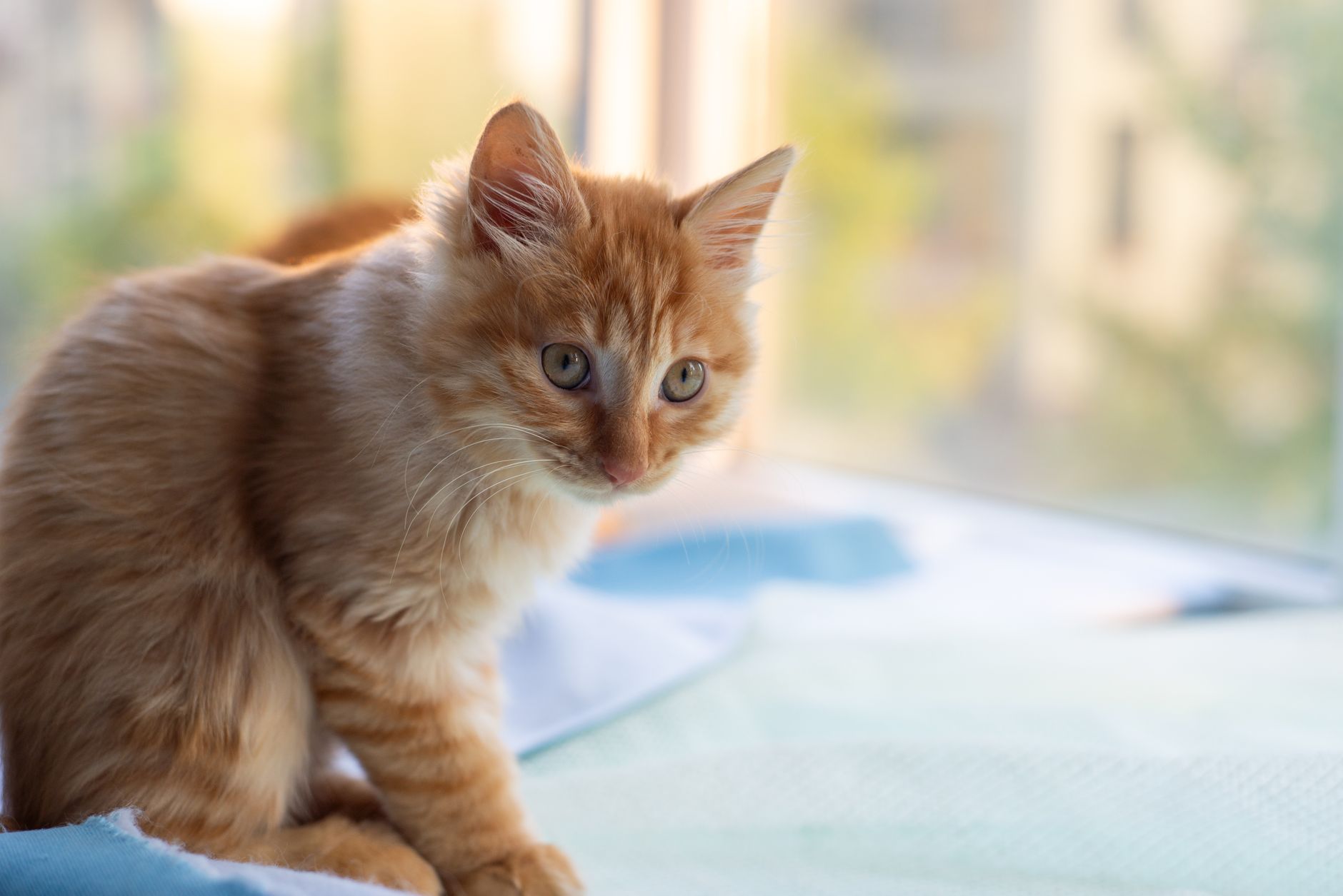 Veterinary care for a cat