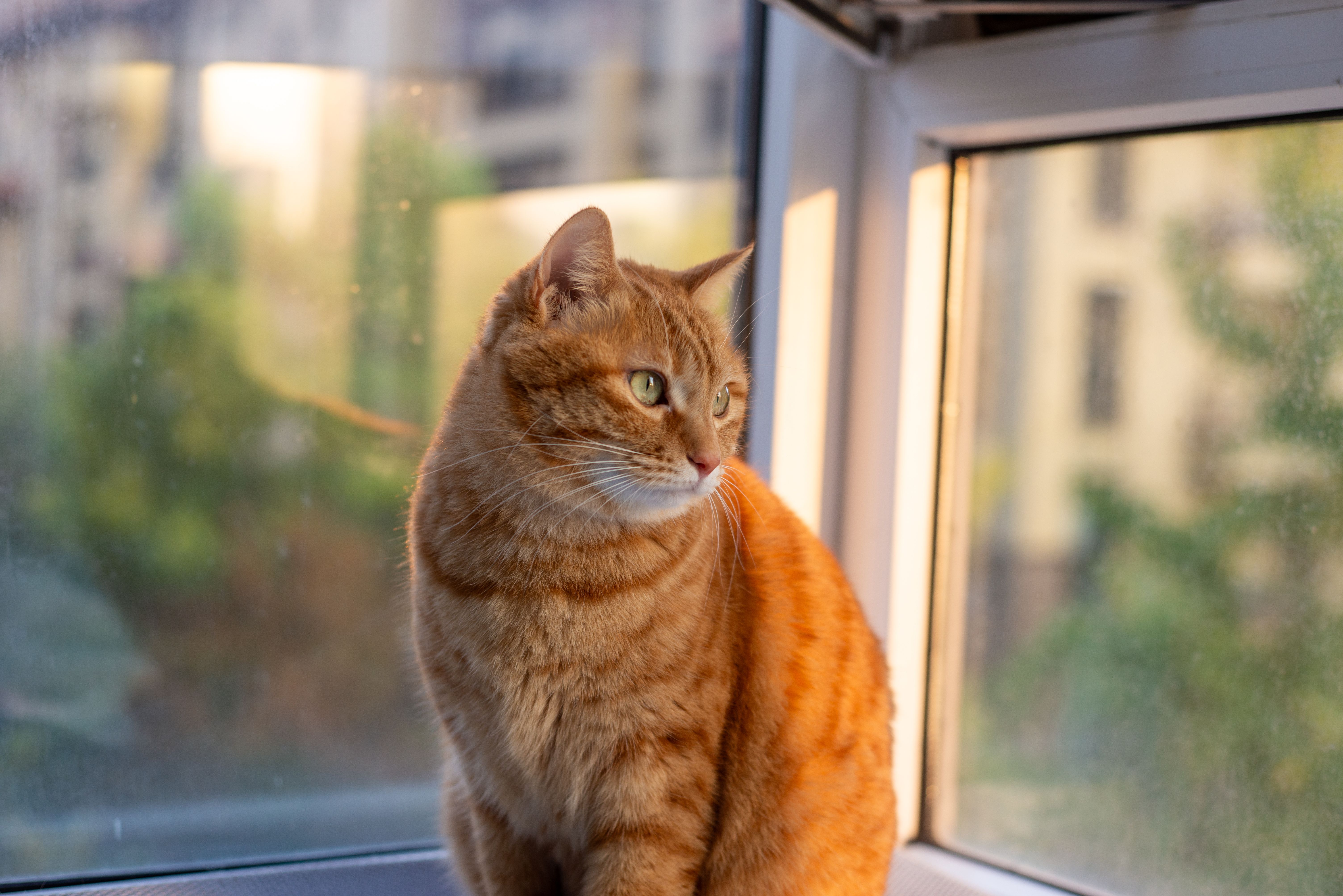 curious indoor cat watching bird from window perch