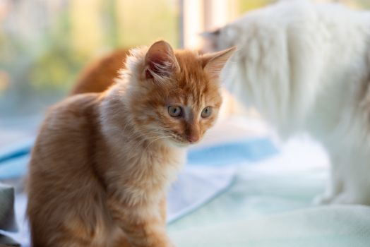 Charming ginger kitten with curious eyes next to a white cat on a sunny day indoors.
