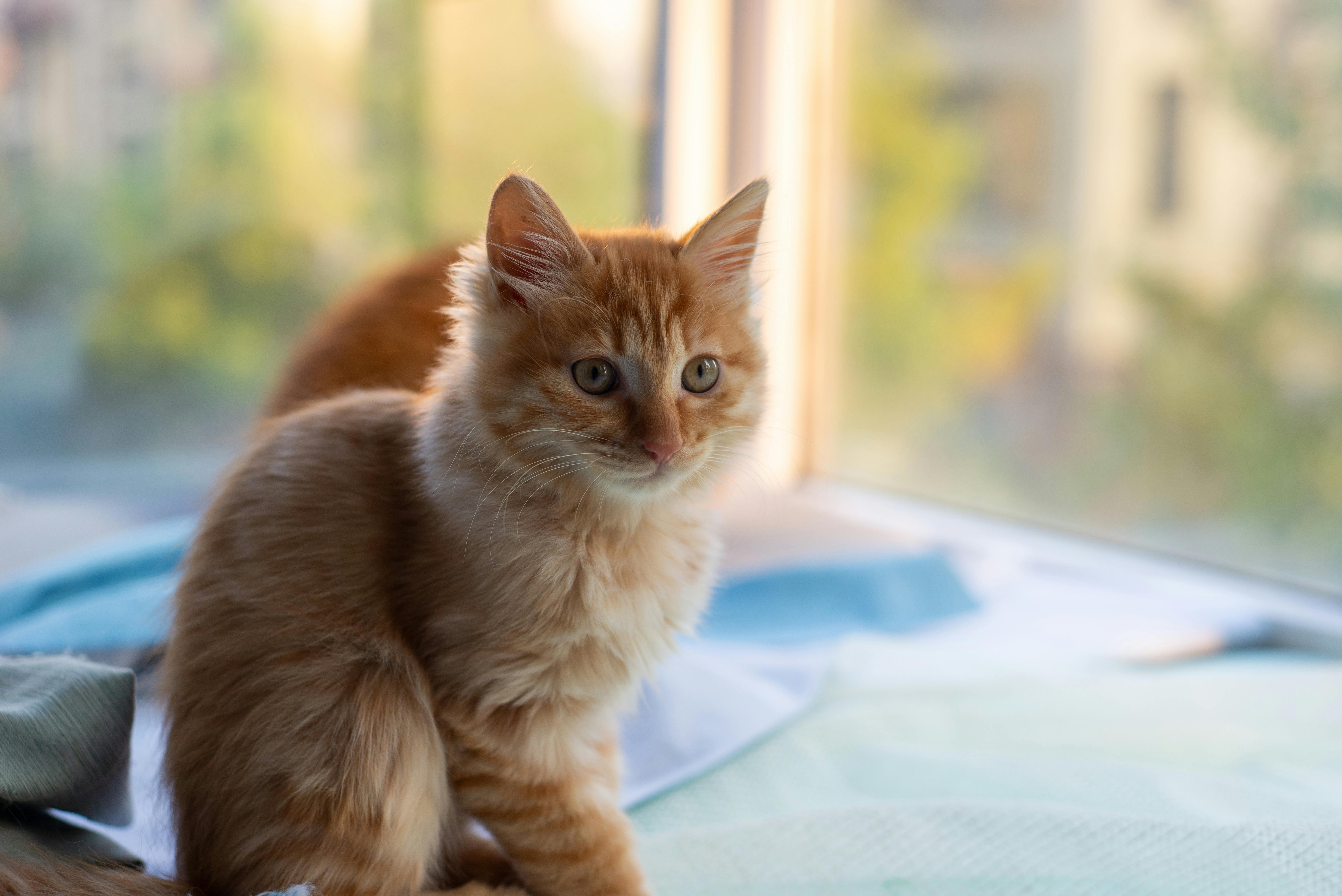 An adorable ginger kitten sits by a sunny window, showcasing its curious nature.
