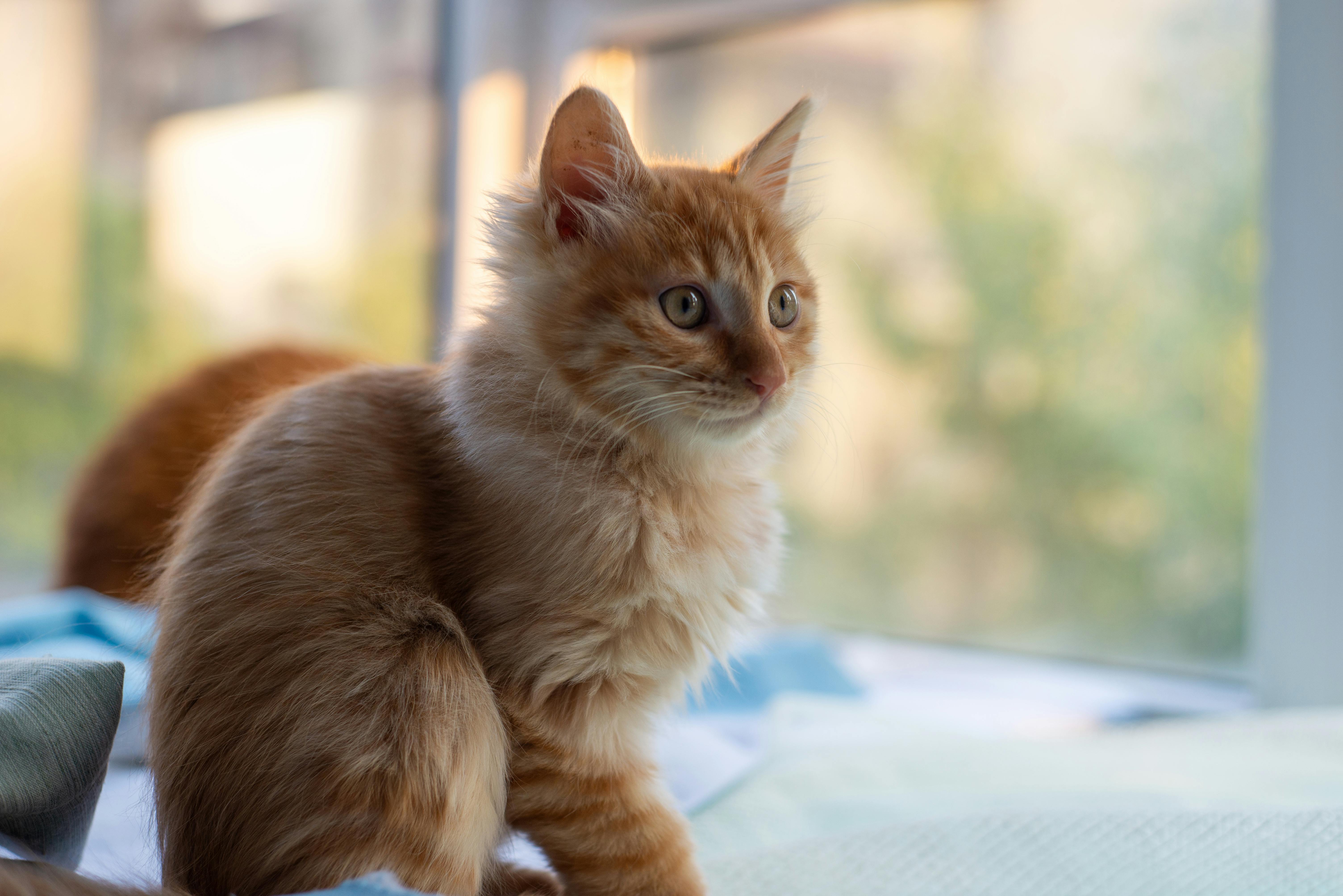 A fluffy ginger cat with wide eyes sits curiously by a sunlit window, displaying its playful nature.