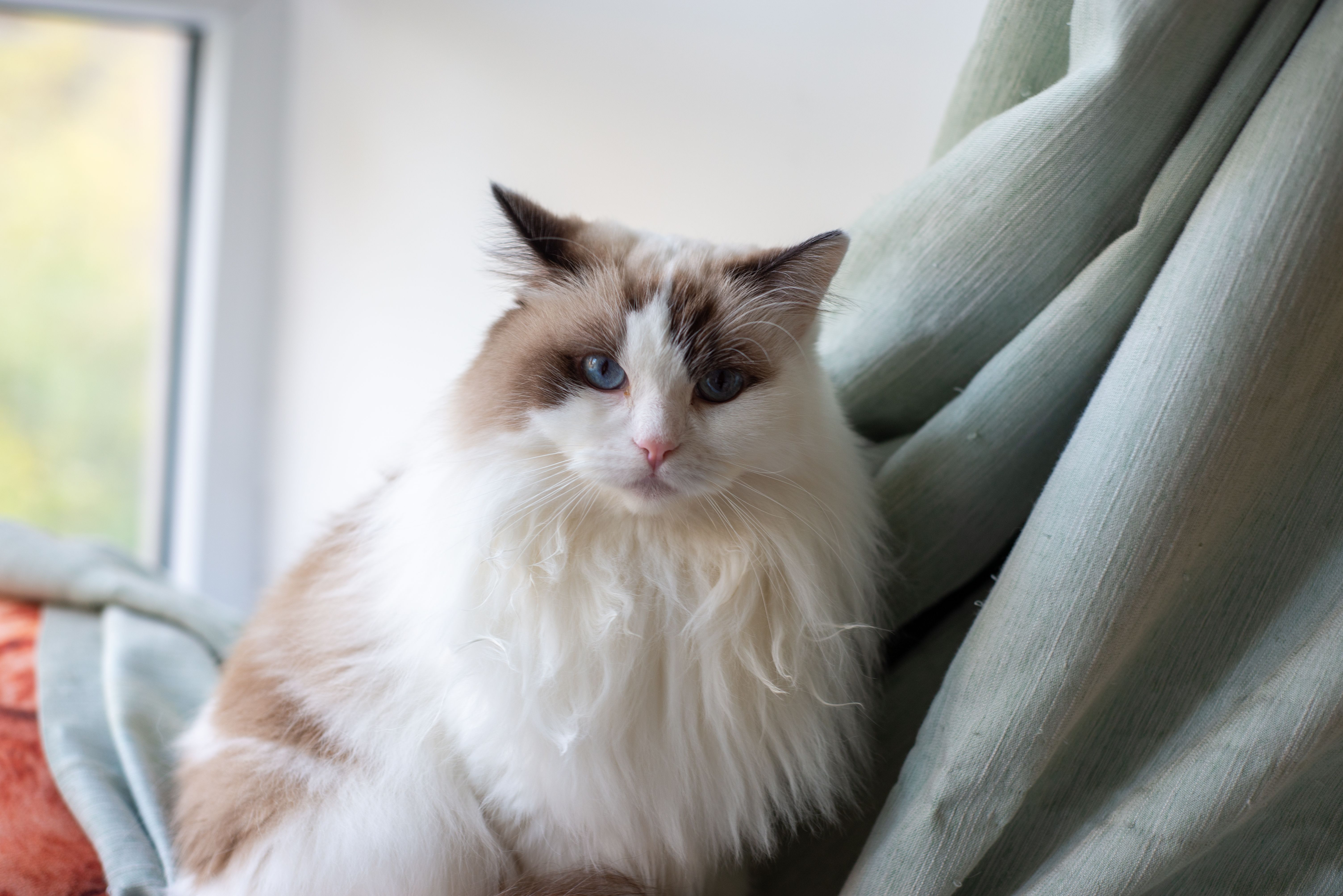 fluffy-ragdoll-cat-by-the-window-indoors-free-stock-photo