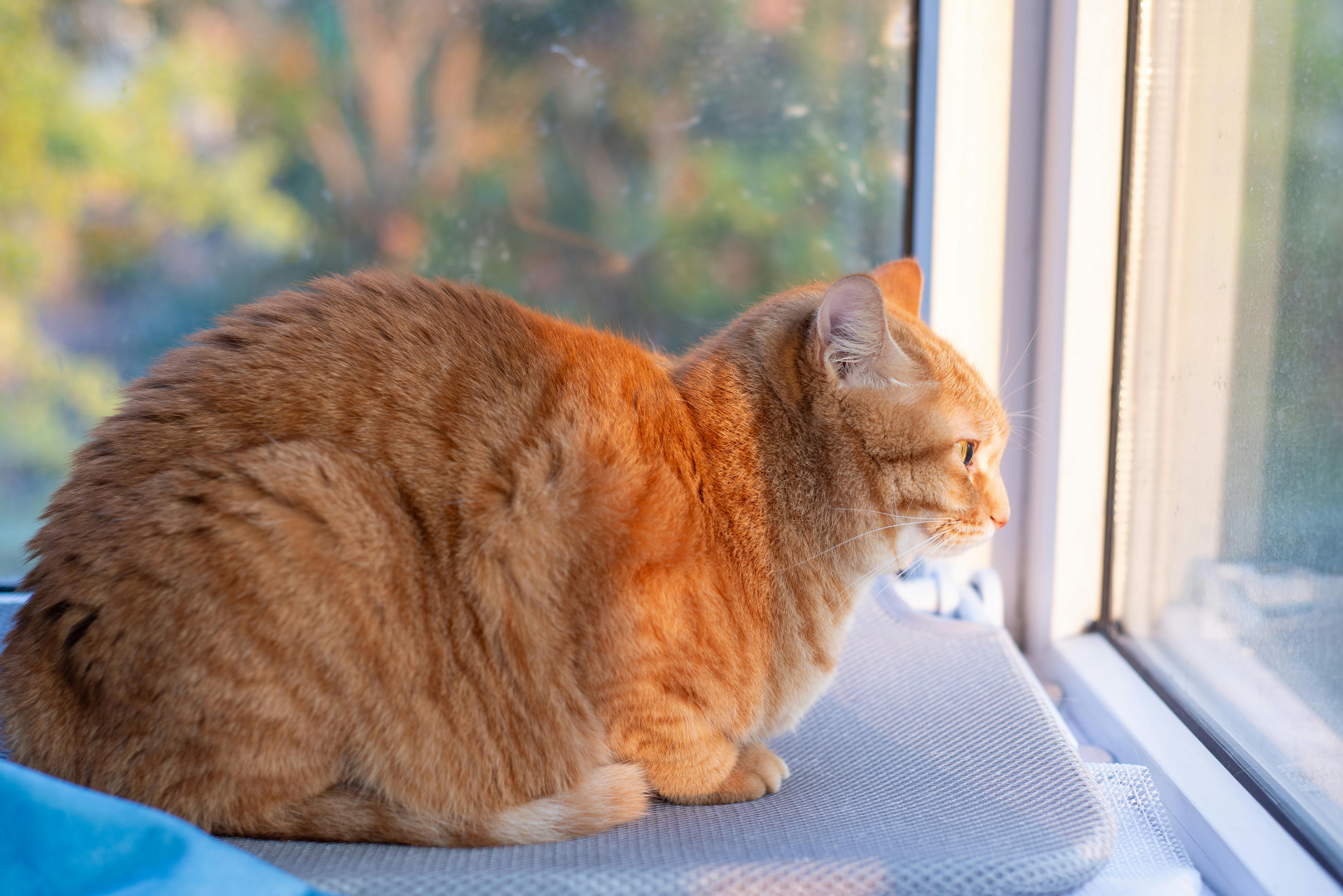 Como saber se seu gato tem TDAH?