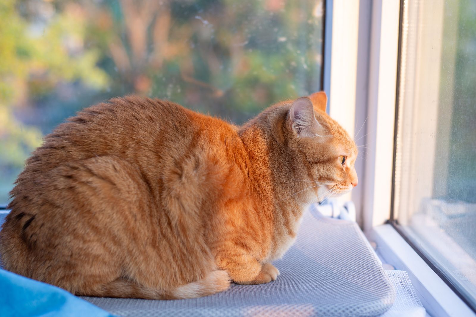 Cat in the window paint by numbers