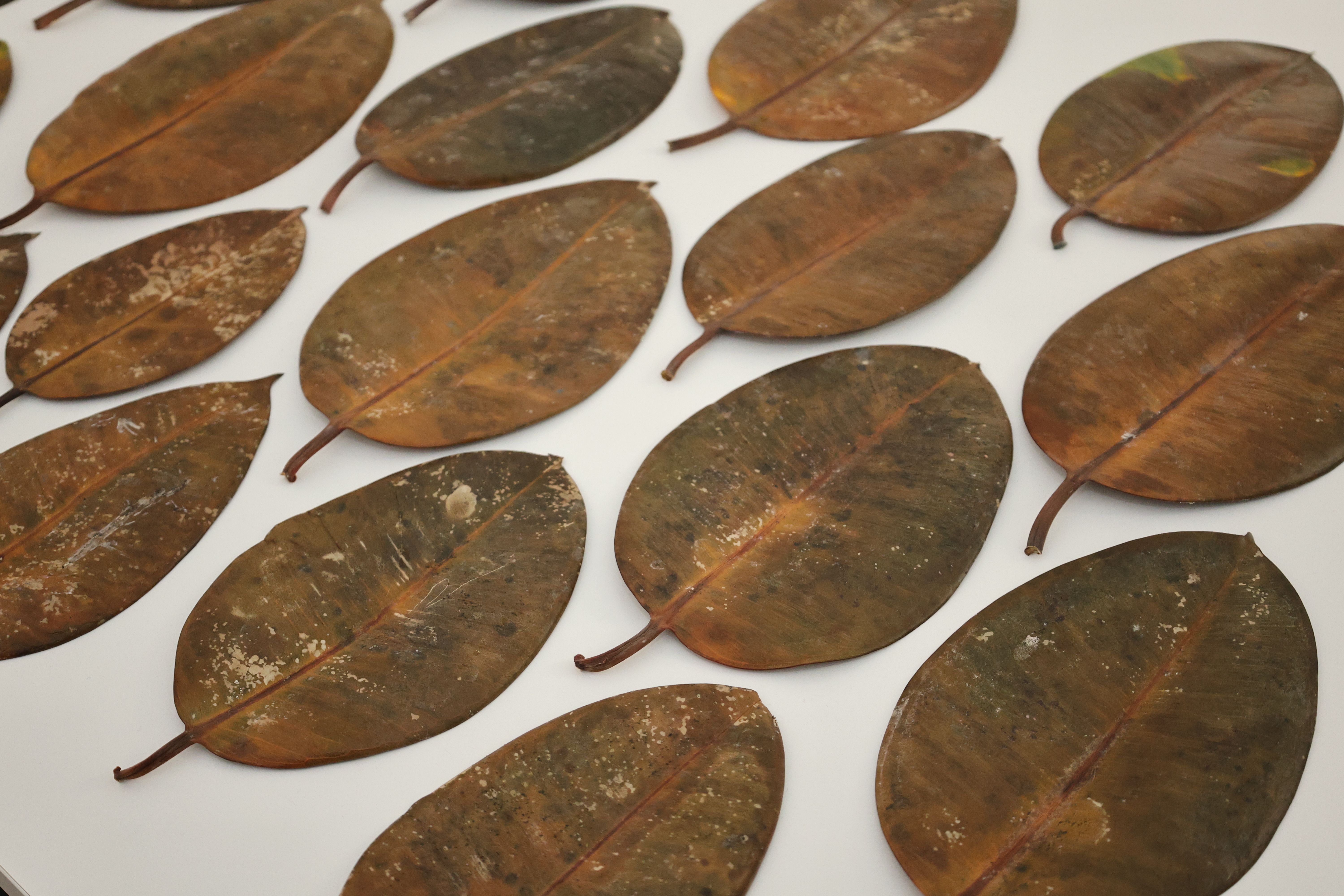 Free Artistic display of dried brown leaves creating a natural pattern. Stock Photo