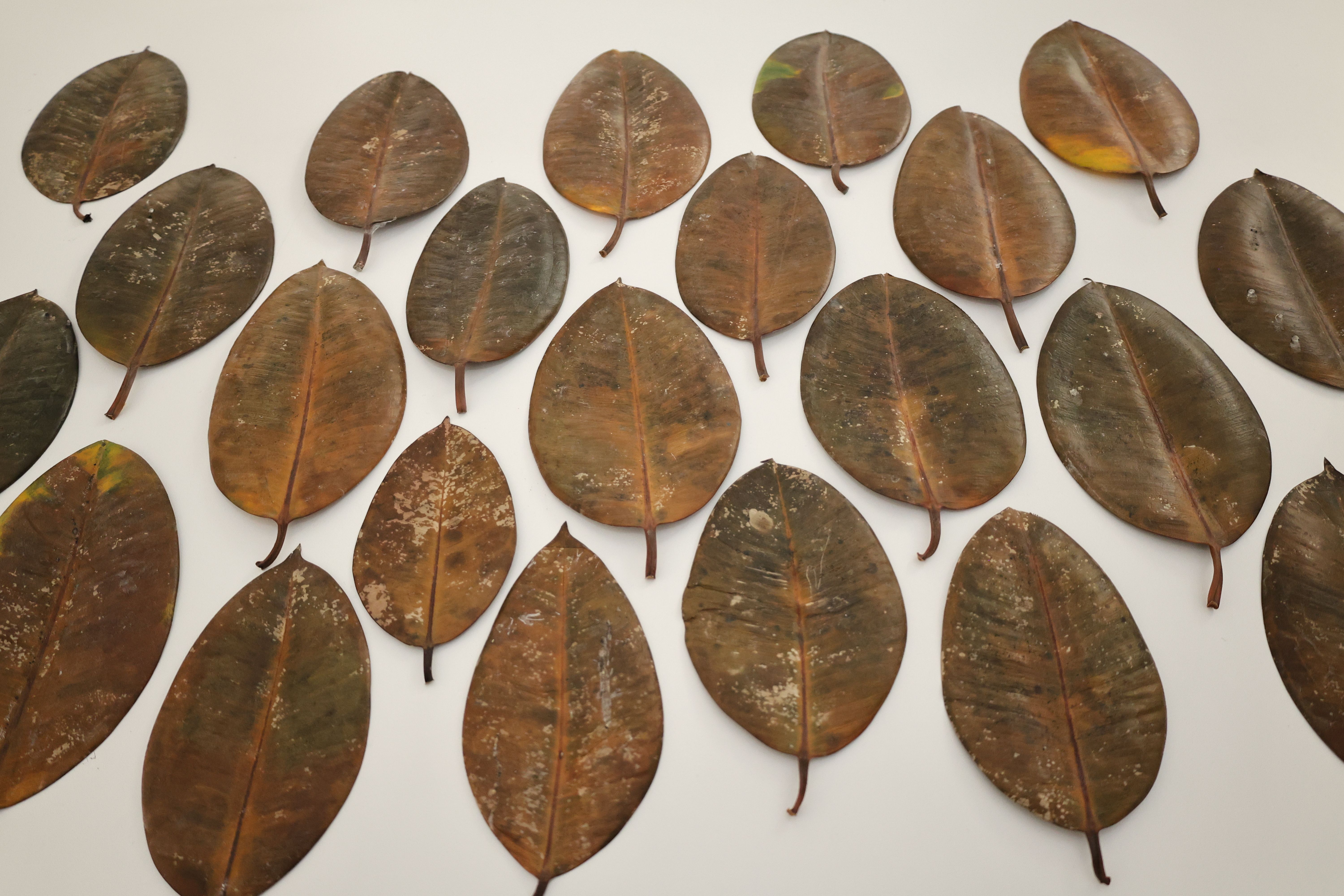 Artistic arrangement of dried brown rubber tree leaves on a flat white surface.