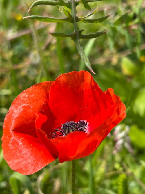 Free Close-up of a vivid red poppy flower blooming in a green meadow during summer. Stock Photo