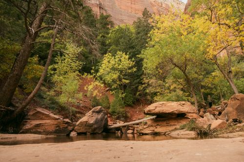 Free Tranquil autumn forest landscape in Zion National Park, showcasing vibrant foliage and rock formations. Stock Photo