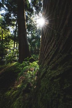 Sunlight bursts through dense forest trees, highlighting textures and greenery.