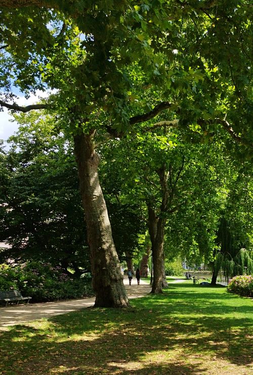 Free A serene park scene with lush green trees and people walking on a sunny day. Stock Photo