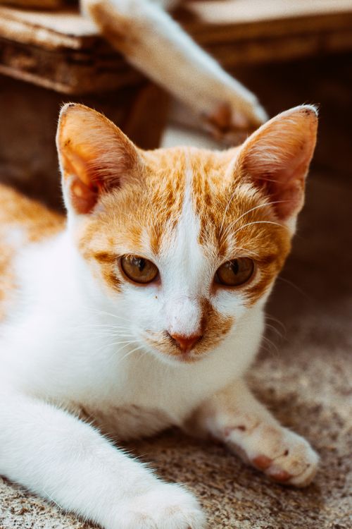 Free A cozy ginger and white cat laying outdoors, enjoying a peaceful moment. Stock Photo
