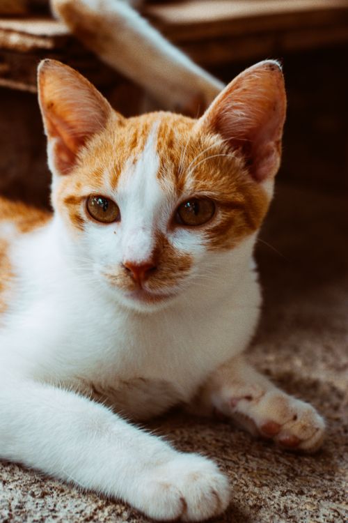 Free Close-up portrait of a ginger and white cat with cozy vibes outdoors, perfect for pet lovers. Stock Photo