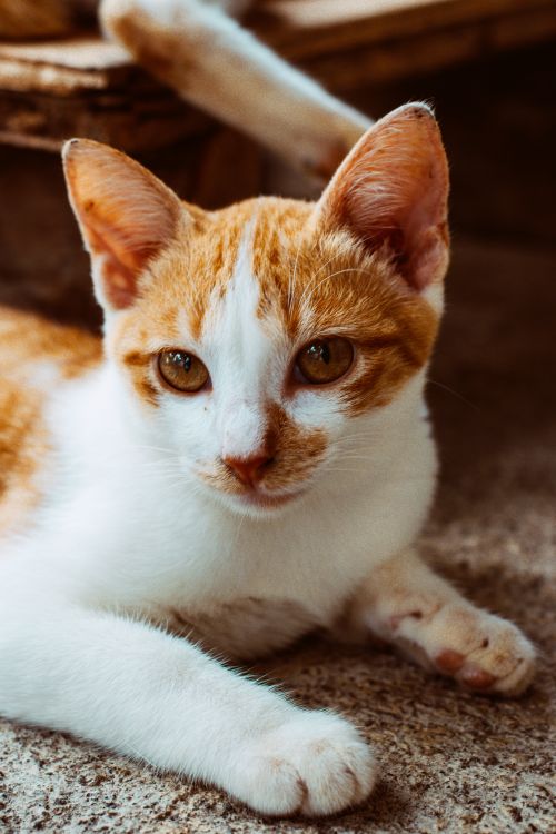 Free A ginger and white cat with striking eyes lounging peacefully. Perfect for feline lovers. Stock Photo