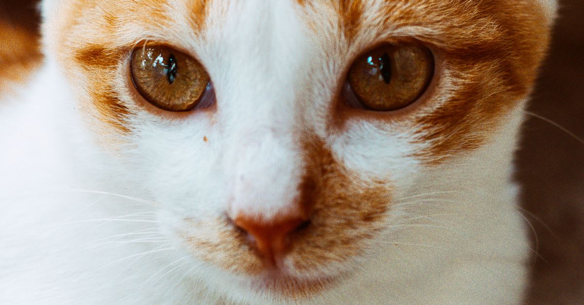 迷人的姜猫和白猫肖像特写 · 免费素材图片