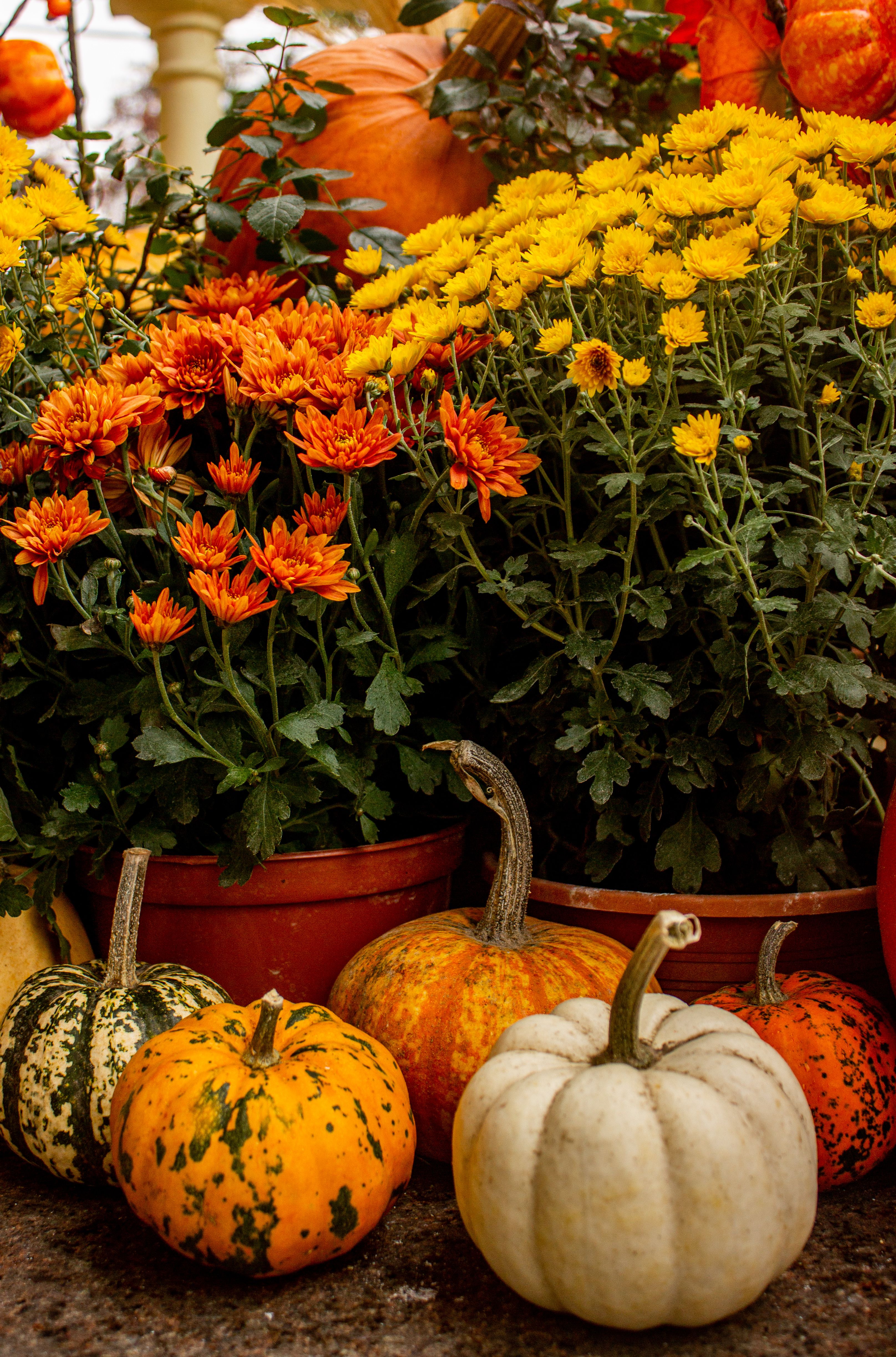 Autumn Harvest Scene with Pumpkins and Chrysanthemums · Free Stock Photo
