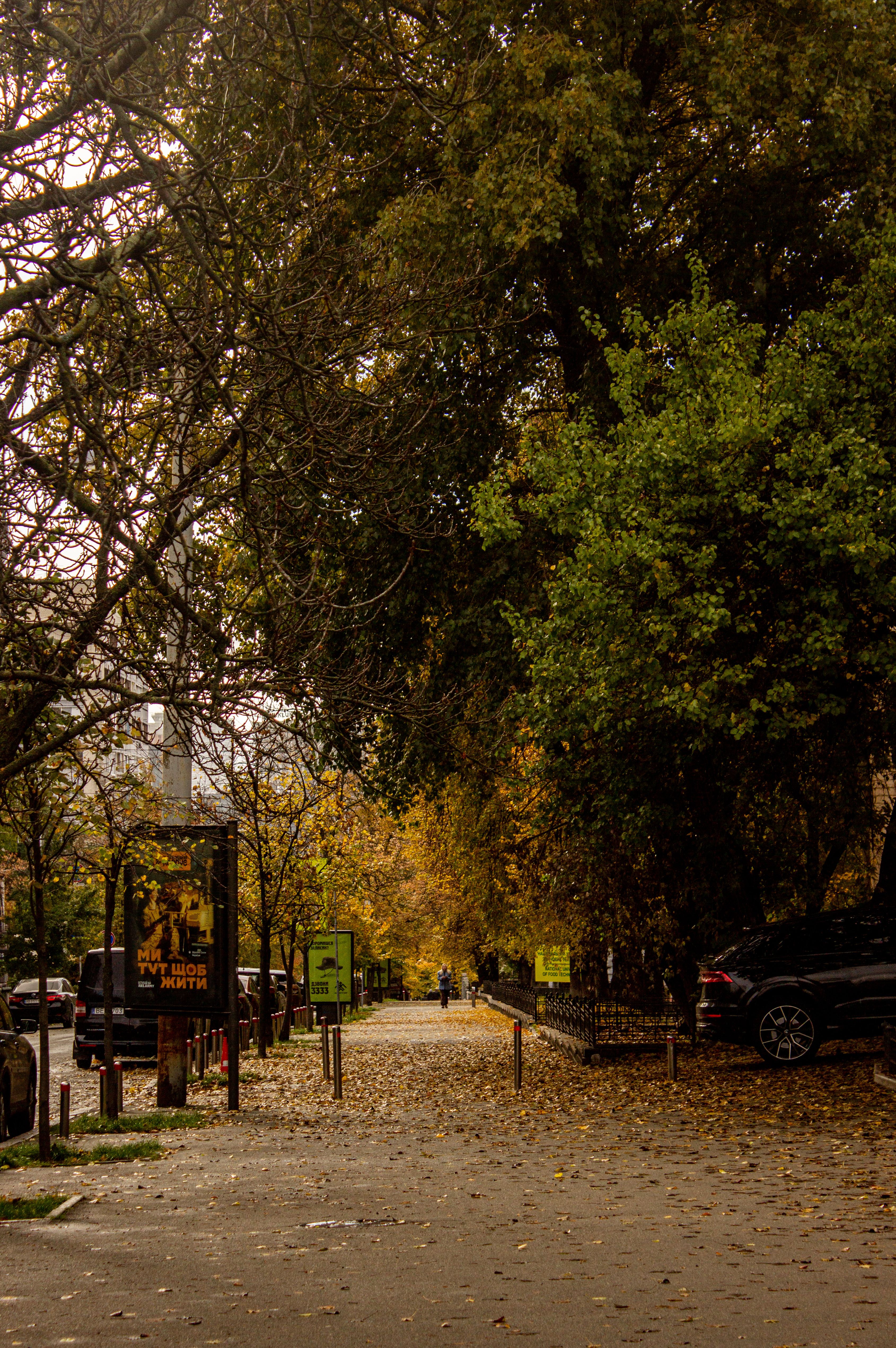 Autumn City Street with Cars and Foliage · Free Stock Photo