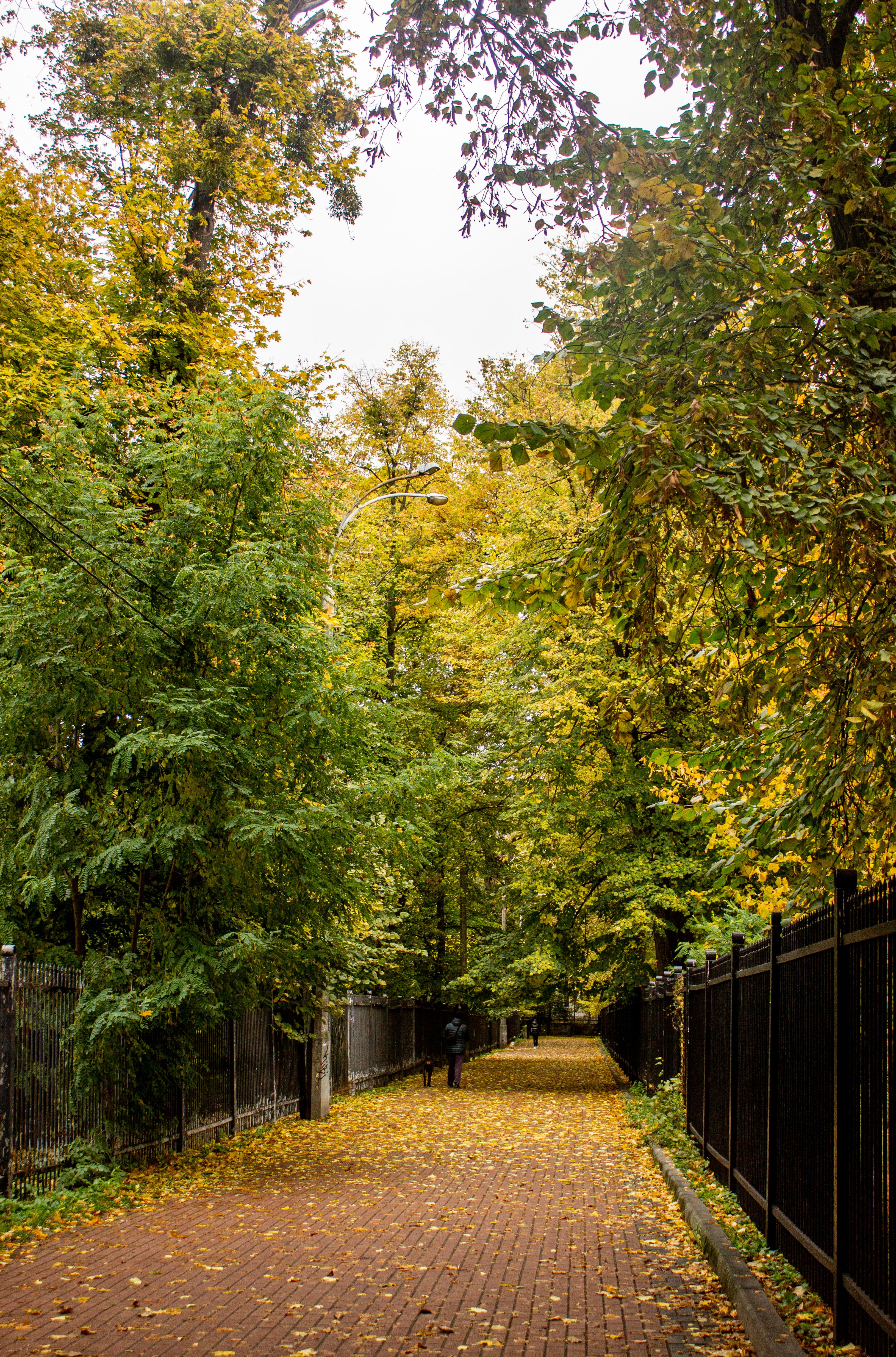 Scenic Autumn Pathway in Leafy Park · Free Stock Photo