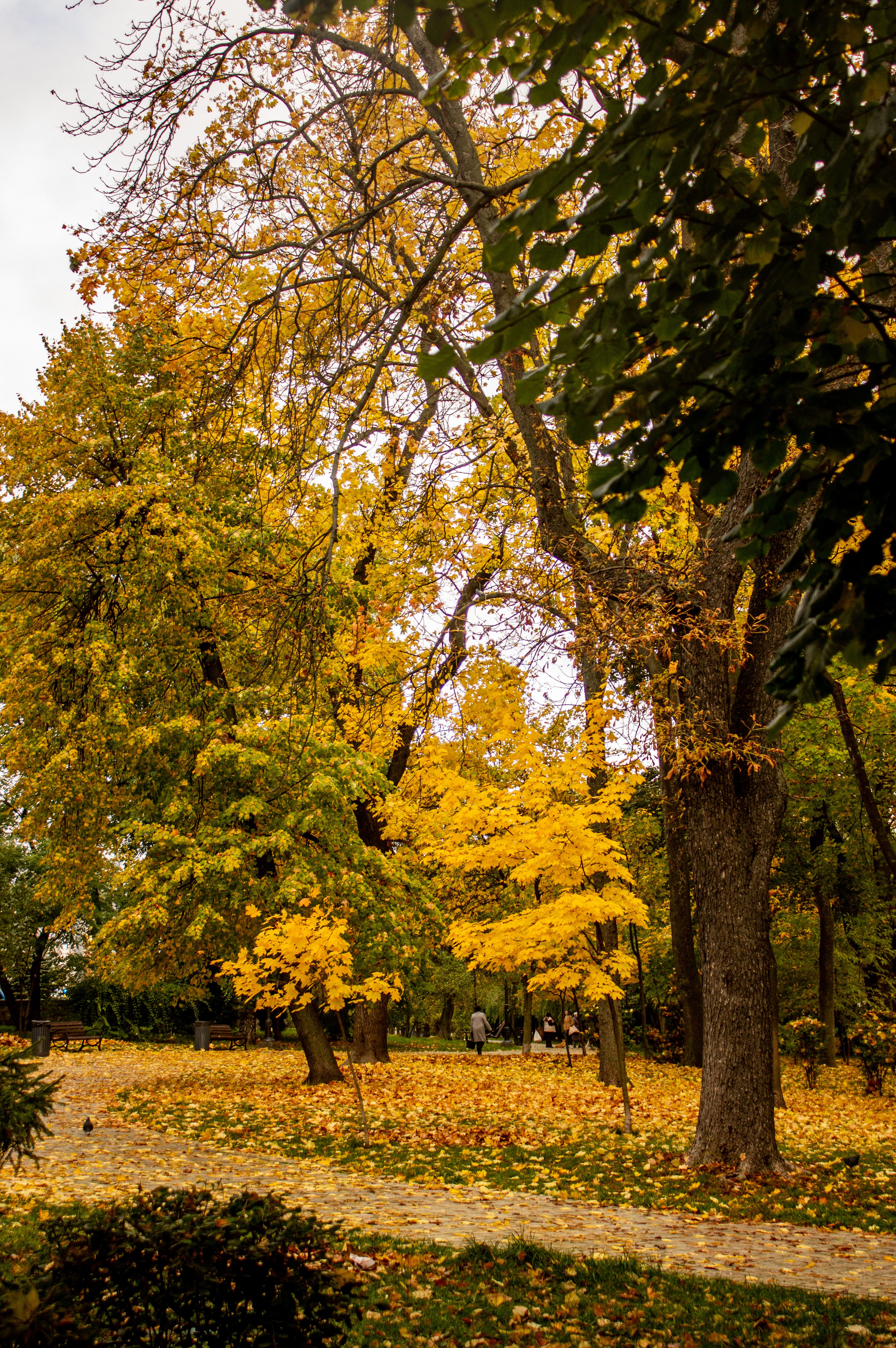 Vibrant Fall Foliage in a Peaceful Park Setting · Free Stock Photo