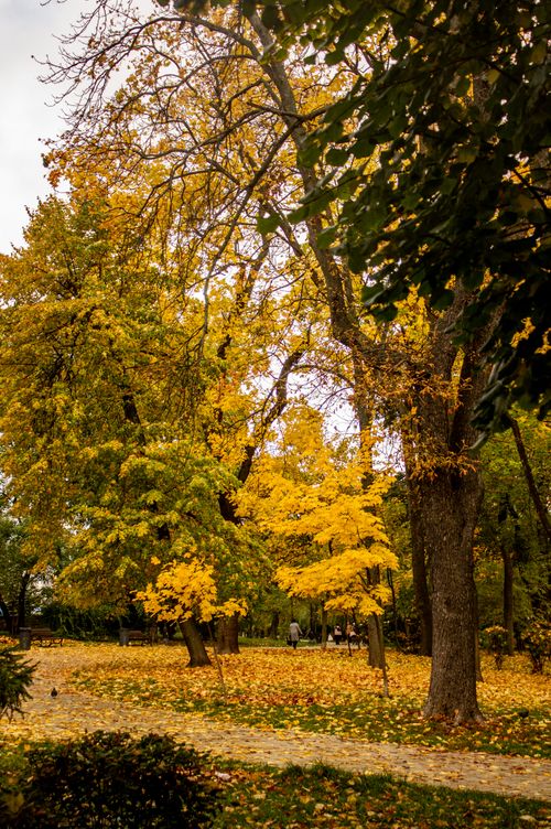 Free Serene autumn park scene with golden trees and fallen leaves on a cobblestone path. Stock Photo